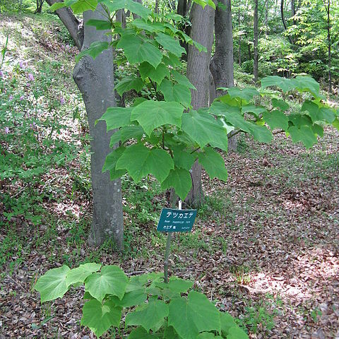 Acer nipponicum unspecified picture