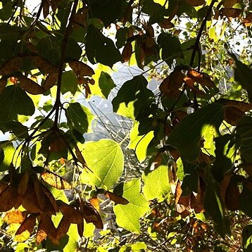 Acer obtusifolium unspecified picture