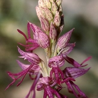 Orchis bivonae unspecified picture