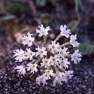 Abronia ammophila unspecified picture