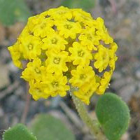 Abronia unspecified picture