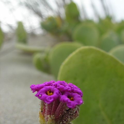 Abronia maritima unspecified picture