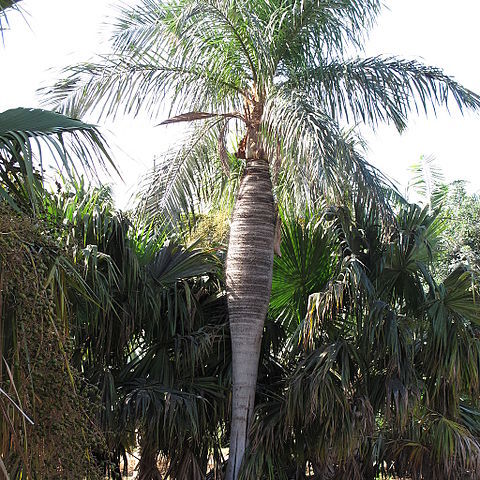 Gastrococos unspecified picture