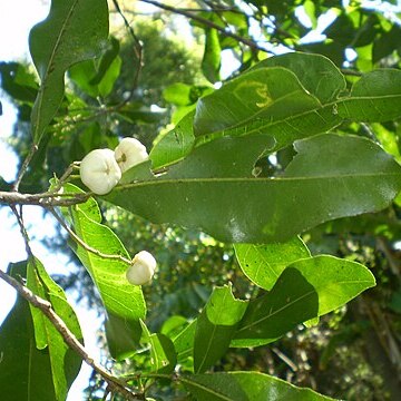 Acronychia oblongifolia unspecified picture