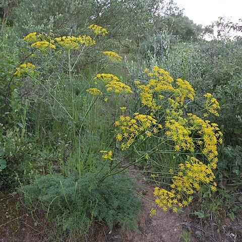 Ferulago lutea unspecified picture