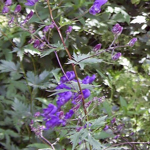 Aconitum degenii subsp. paniculatum unspecified picture