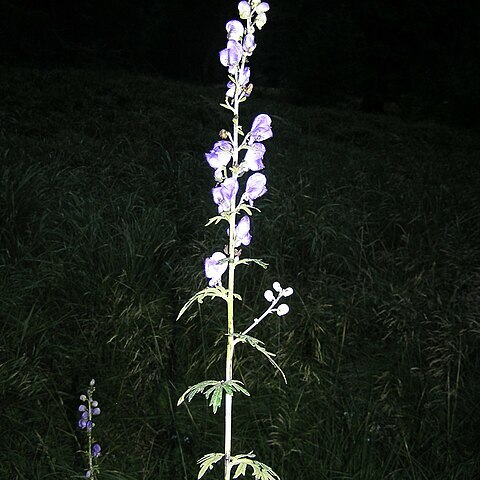 Aconitum plicatum unspecified picture