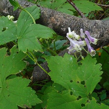 Aconitum alboviolaceum unspecified picture