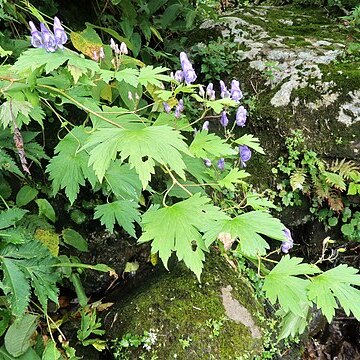 Aconitum iidemontanum unspecified picture