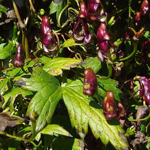 Aconitum hemsleyanum unspecified picture