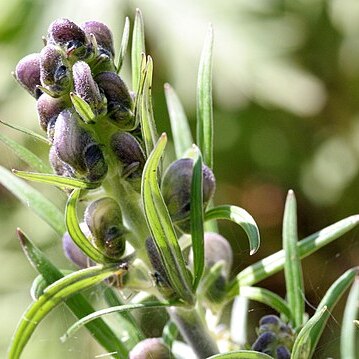 Aconitum tauricum unspecified picture