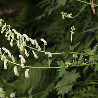 Aconitum umbrosum unspecified picture