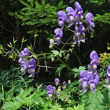 Aconitum degenii unspecified picture