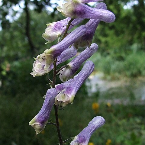 Aconitum moldavicum unspecified picture