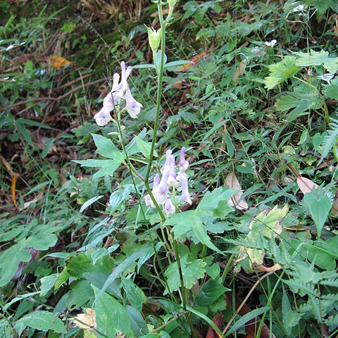 Aconitum loczyanum unspecified picture