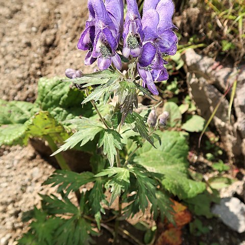 Aconitum senanense unspecified picture