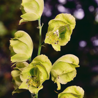 Aconitum coreanum unspecified picture