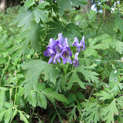 Aconitum japonicum unspecified picture