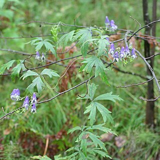 Aconitum volubile unspecified picture