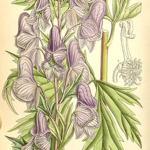 Aconitum fischeri unspecified picture