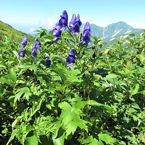 Aconitum nipponicum unspecified picture