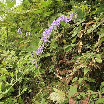 Aconitum okuyamae unspecified picture