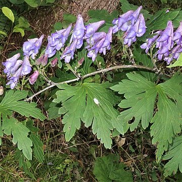 Aconitum okuyamae unspecified picture