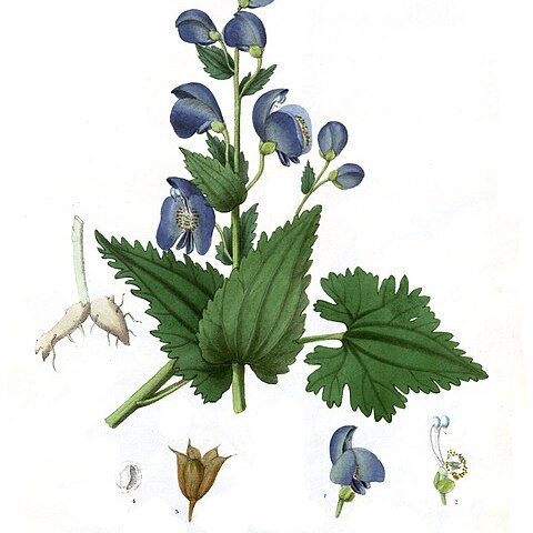 Aconitum heterophyllum unspecified picture