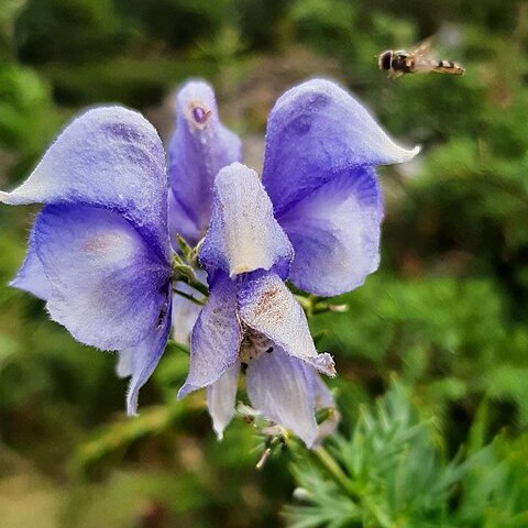 Aconitum napellus subsp. corsicum unspecified picture