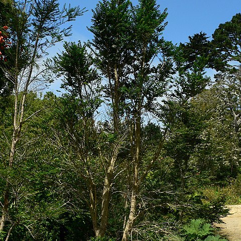 Azara microphylla unspecified picture