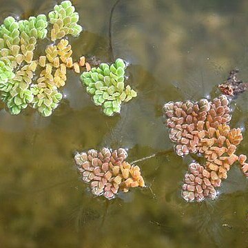 Azolla pinnata unspecified picture