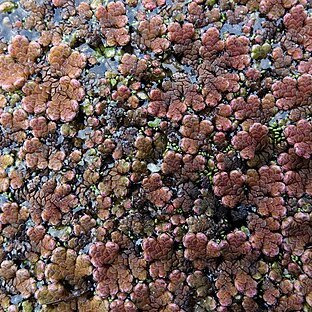 Azolla rubra unspecified picture