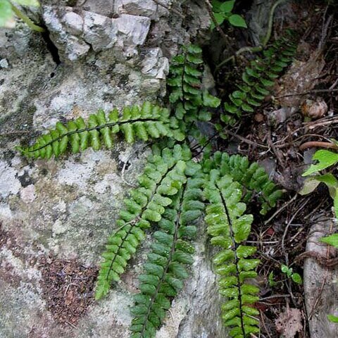 Asplenium trichomanes subsp. coriaceifolium unspecified picture