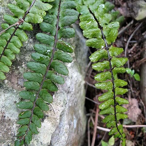 Asplenium trichomanes subsp. coriaceifolium unspecified picture