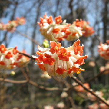 Edgeworthia unspecified picture