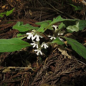 Ajuga yesoensis var. tsukubana unspecified picture