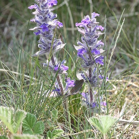 Ajuga multiflora unspecified picture