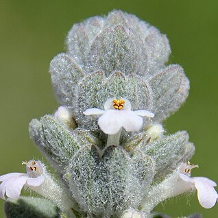 Ajuga vestita unspecified picture