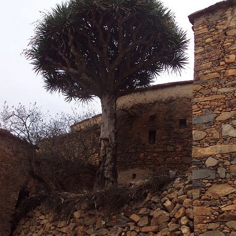 Dracaena draco subsp. ajgal unspecified picture