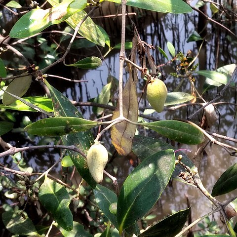 Avicennia alba unspecified picture