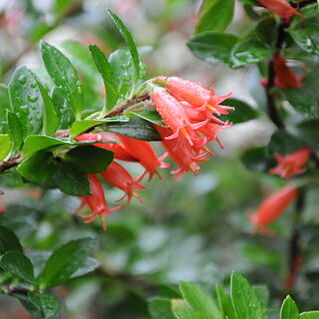 Agapetes buxifolia unspecified picture