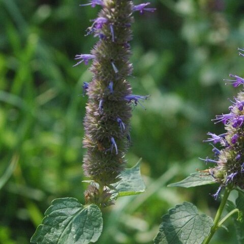 Agastache rugosa unspecified picture