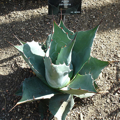 Agave parrasana unspecified picture