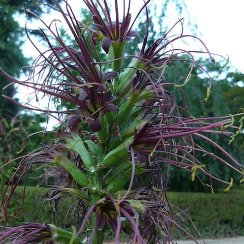 Agave pubescens unspecified picture