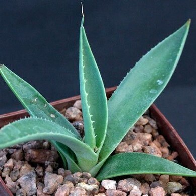 Agave applanata unspecified picture