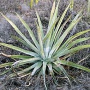 Agave aurea unspecified picture