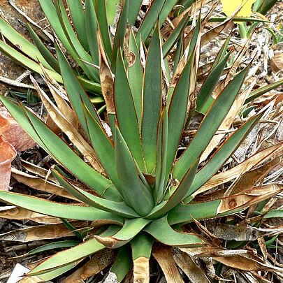 Agave x arizonica unspecified picture