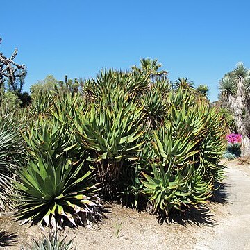 Agave horrida unspecified picture