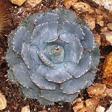 Agave isthmensis unspecified picture