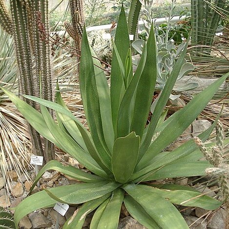 Agave caribaeicola unspecified picture